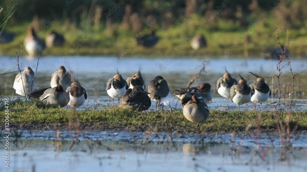 Northern Lapwing, Vanellus vanellus, birds on marshes at winter Northern Lapwing, Vanellus vanellus, birds on marshes at winter