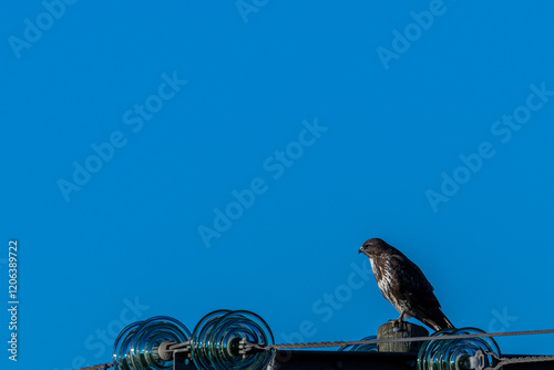 Common Buzzard (Buteo buteo), commonly found in woodlands and grasslands, Turvey Nature Reserve, Dublin. photo