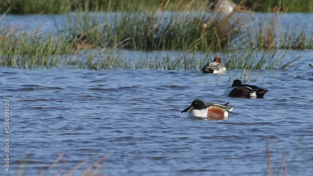Northern Shoveler, Spatula clypeata, birds on winter marshes Northern Shoveler, Spatula clypeata, birds on winter marshes