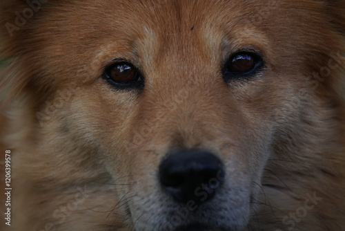 Perro con Ojasos