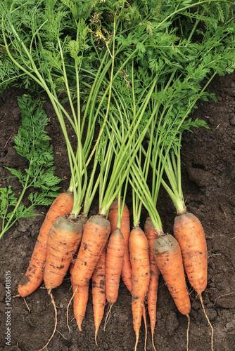 Wallpaper Mural Carrot harvest outdoors in garden close-up background texture. Bunch of fresh carrots with green tops and leaves Torontodigital.ca