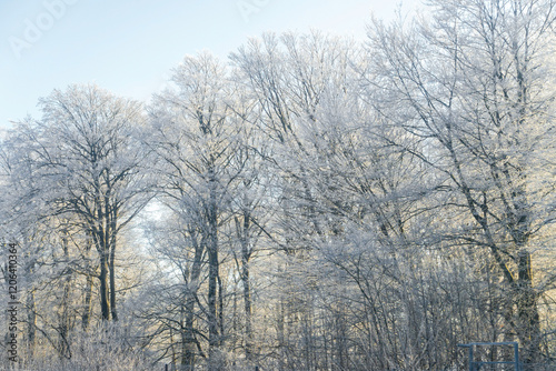 Winterlandschaft mit Bäumen photo