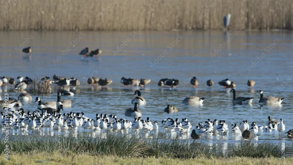 Pied Avocet, Recurvirostra avosetta, birds in flight over winter marshes at sunrise Pied Avocet, Recurvirostra avosetta, birds in flight over winter marshes at sunrise