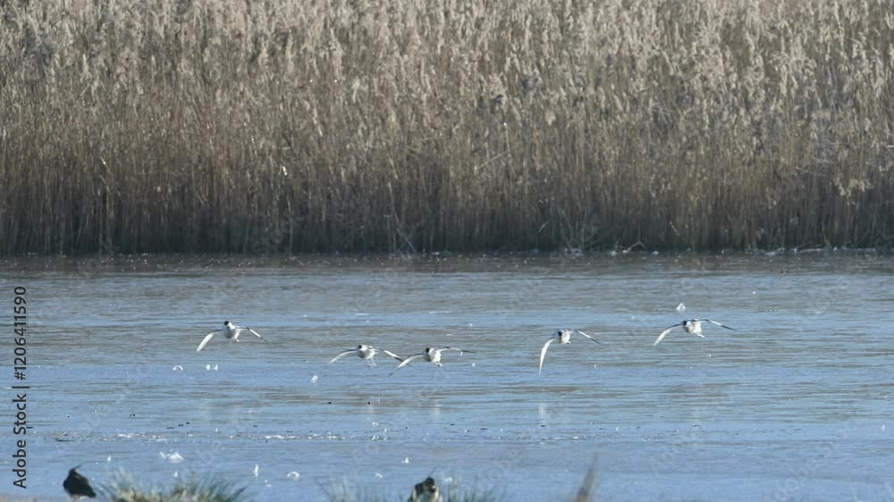 Pied Avocet, Recurvirostra avosetta, birds in flight over winter marshes at sunrise Pied Avocet, Recurvirostra avosetta, birds in flight over winter marshes at sunrise