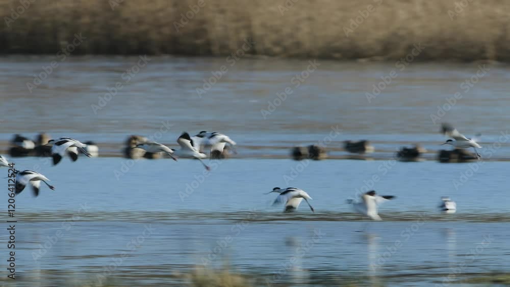 Pied Avocet, Recurvirostra avosetta, birds in flight over winter marshes at sunrise Pied Avocet, Recurvirostra avosetta, birds in flight over winter marshes at sunrise