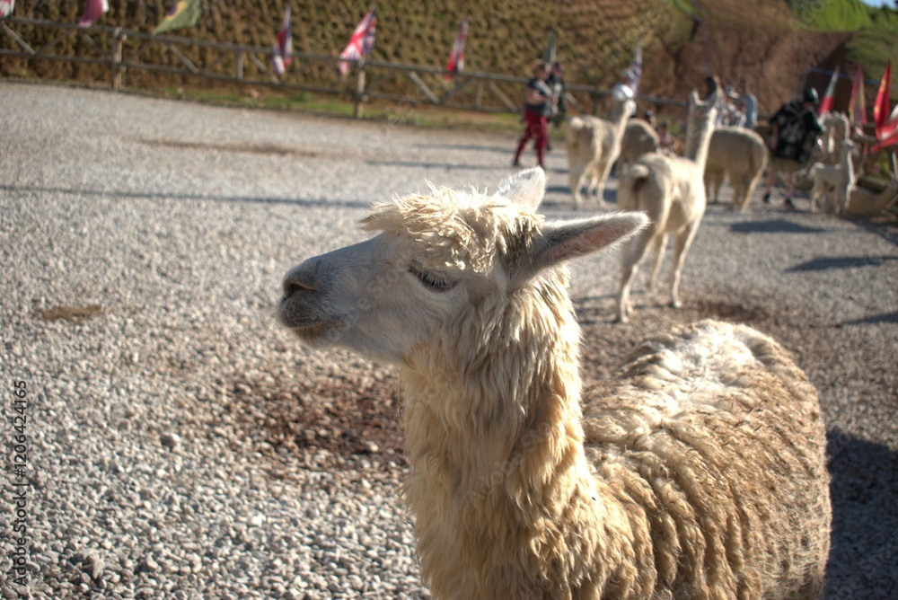 Obraz premium animal, llama, mamífero, chacras, administrar, alpaca, naturaleza, pelaje, caballo, blanco, cara, asno, café, lama, retrato, inhospitalario, fauna, cuca, zoo, chistoso, animal, cabello, camello, espig