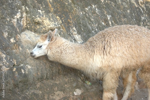 animal, llama, mamífero, chacras, administrar, alpaca, naturaleza, pelaje, caballo, blanco, cara, asno, café, lama, retrato, inhospitalario, fauna, cuca, zoo, chistoso, animal, cabello, camello, espig photo