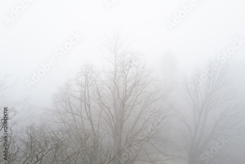 Nebel und Bäume
