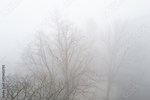 Nebel und Bäume
