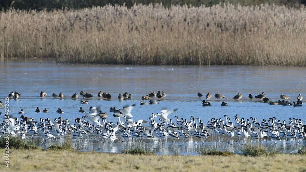 Pied Avocet, Recurvirostra avosetta, birds in flight over winter marshes at sunrise Pied Avocet, Recurvirostra avosetta, birds in flight over winter marshes at sunrise