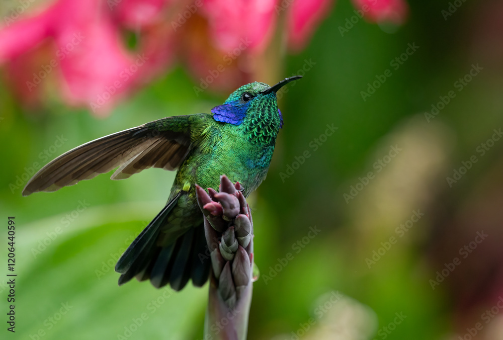 Fototapeta premium A Hummingbird in Costa Rica 