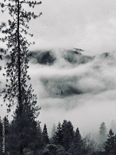 Oregon noir: Fog and clouds in an Oregon forest