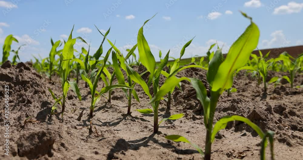 green corn harvest , growing a new crop of sweet corn for food production, closeup green corn harvest , growing a new crop of sweet corn for food production, closeup
