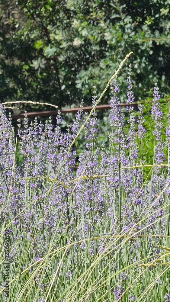 lavender in the garden lavender in the garden