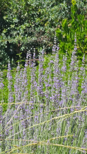purple lavender flowers in the garden