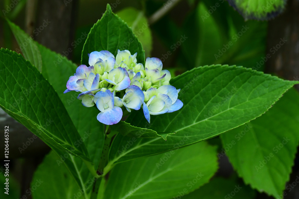 咲き始めのアジサイ