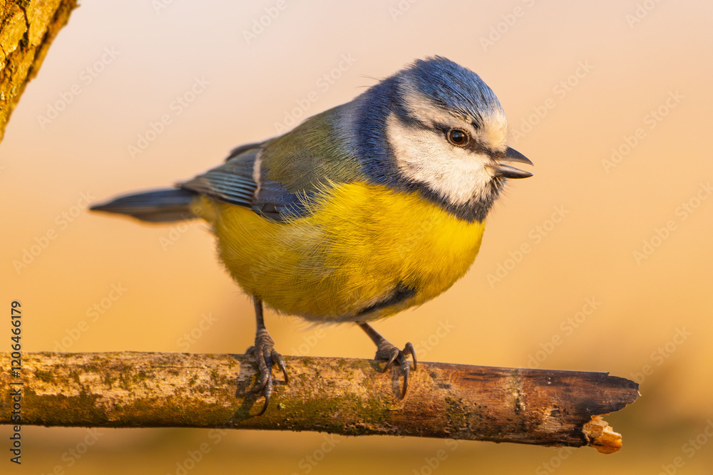 Fototapeta premium Blaumeise im Winter auf einem Ast / Vogel