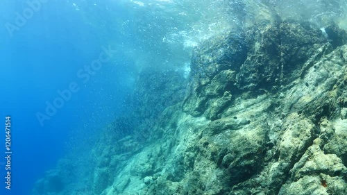 silversides   underwater silverside fish school wavy sea protection Atherina boyeri next to rocks photo