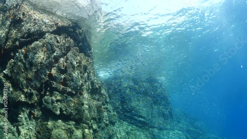 silversides   underwater silverside fish school wavy sea protection Atherina boyeri next to rocks photo