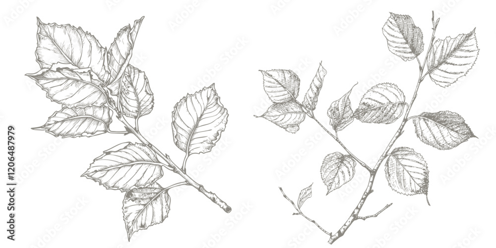 Birch hand drawn illustration. Vector pen-and-ink drawing illustration of Birch plant. Herbal conception illustration Birch hand drawn illustration. Vector pen-and-ink drawing illustration of Birch plant. Herbal conception illustration