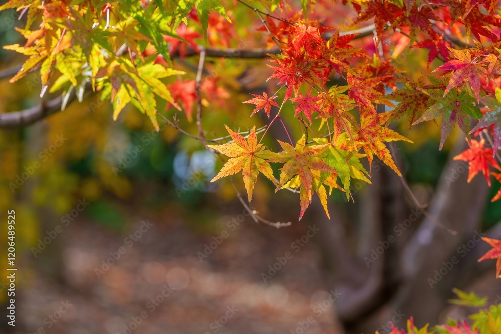 光を浴びて輝くカラフルなモミジの紅葉情景