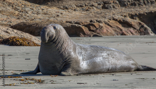 Elephant seal on beach