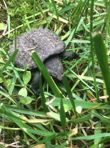 Baby Snapping Turtle Crawling in the Grass photo