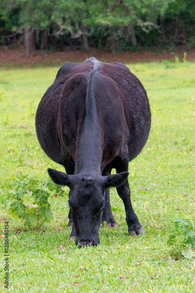 A black cow grazing. The large bull is standing on a lush green grassy field of a farm. The animal is chewing and its mouth is twisted. The strong ranch animal is standing with its head down eating. A black cow grazing. The large bull is standing on a lush green grassy field of a farm. The animal is chewing and its mouth is twisted. The strong ranch animal is standing with its head down eating.