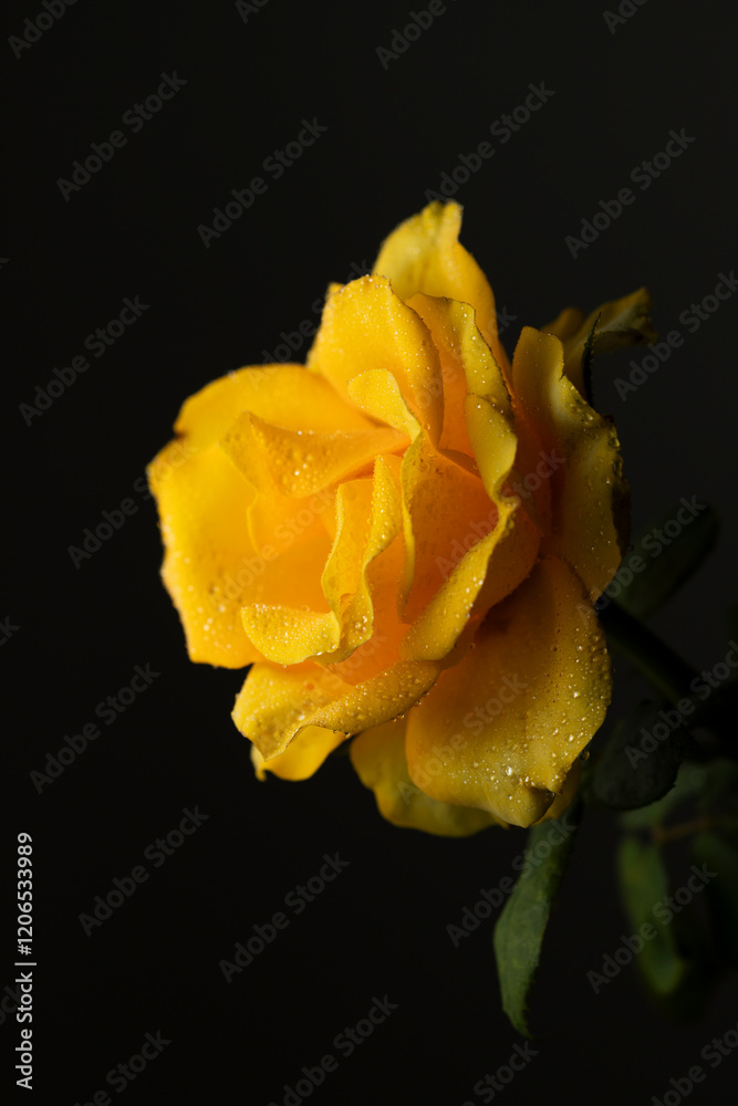 yellow rose on black background yellow rose on black background