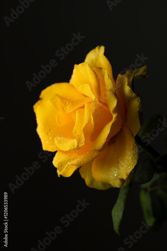 yellow rose on black background