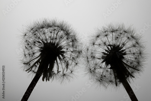 dandelion on black