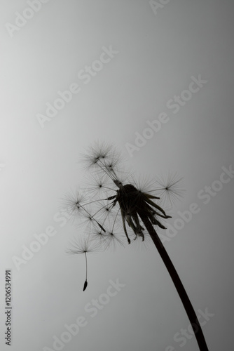 dandelion seeds on white