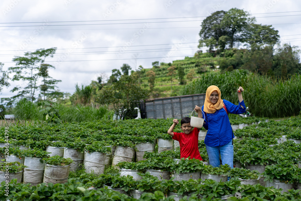 A beautiful young Asian mom in a hijab and her son in a casual dress with a basket of strawberries. They are trying to find ripe strawberries in a strawberry farm. A beautiful young Asian mom in a hijab and her son in a casual dress with a basket of strawberries. They are trying to find ripe strawberries in a strawberry farm.