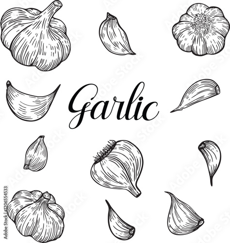 Garlic hand-drawn illustration set. Line art-style garlic