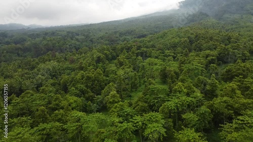 Green forest in the mountains