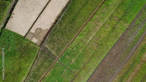 Aerial Drone View: Textured Agricultural Landscape with Rice Fields