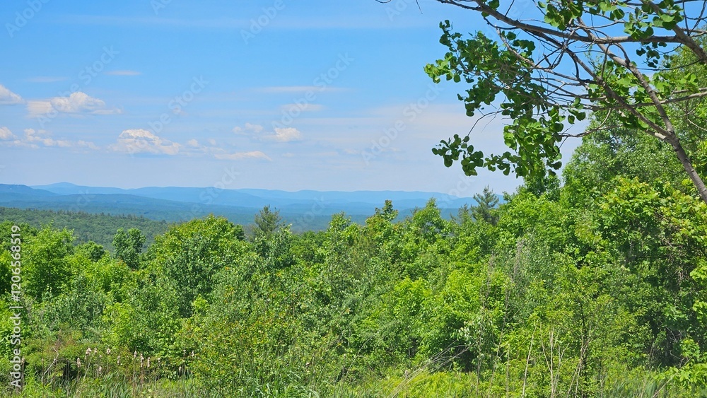 Fototapeta premium landscape with trees and sky
