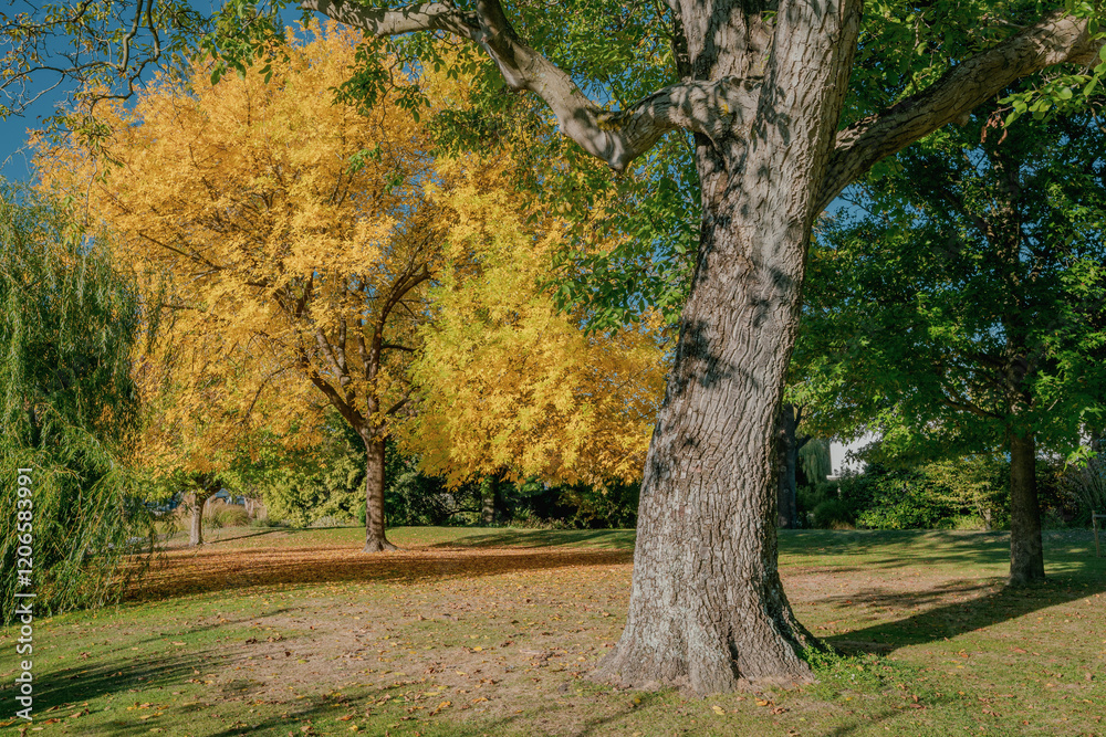 Vibrant Autumn Colors Along Avon River in Christchurch, New Zealand Vibrant Autumn Colors Along Avon River in Christchurch, New Zealand