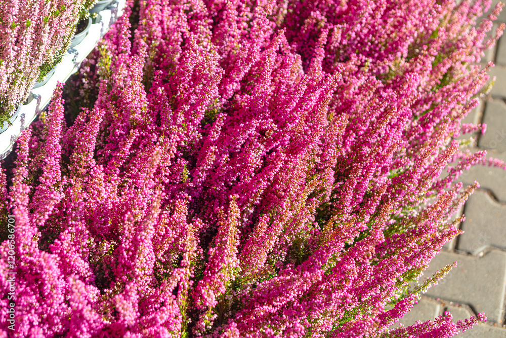 Dense cluster of vibrant pink heather flowers in full bloom, arranged in rows. The flowers are situated next to a paved surface, creating a striking contrast between the natural and man-made elements