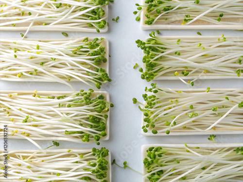 green plants, microgreen, food, green, fresh, vegetable, rosemary, healthy, herb, isolated, plant, ingredient, spice, leaf, white, organic, raw, closeup, onion, bunch, natural, vegetarian, nature, bea photo