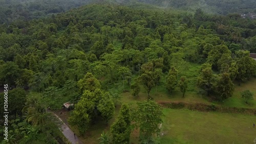 Forest in the mountains