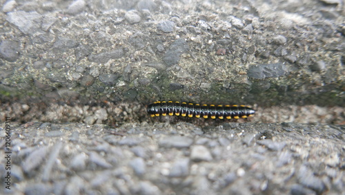 Small black caterpillars are on the ground on sunny days