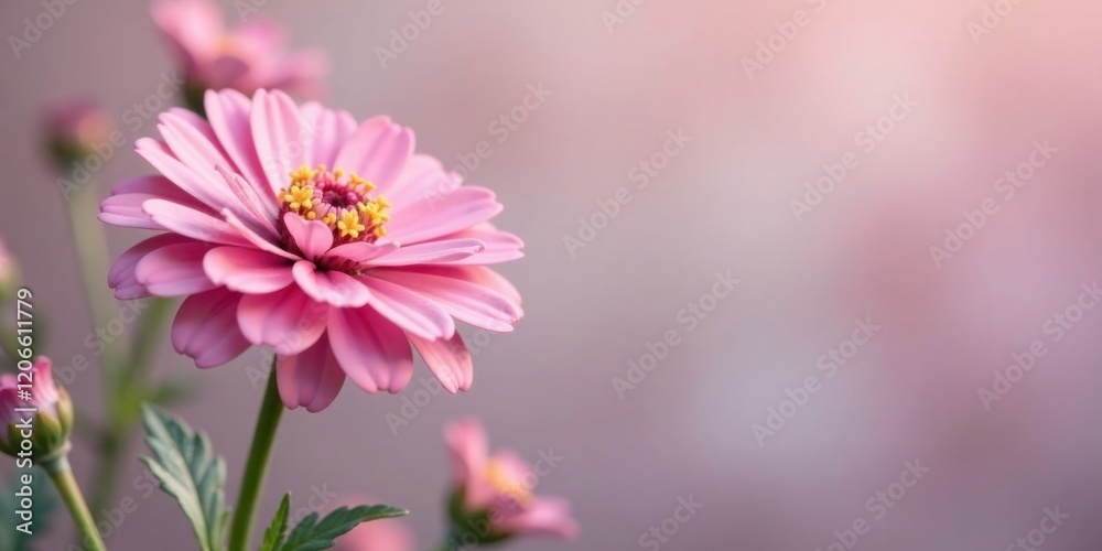 Obraz premium A delicate pink flower, softly illuminated, stands out against a blurred background, showcasing its intricate details and vibrant color.