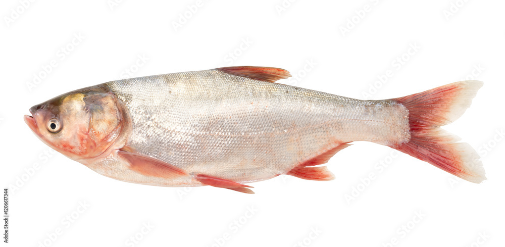 silver carp fish isolated on white background. silver carp fish isolated on white background.