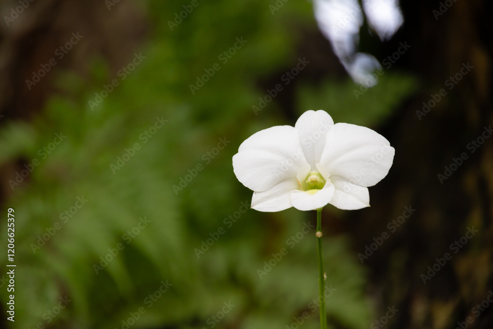cluster of delicate yellow orchids in full bloom. The soft petals and intricate details of the flowers are beautifully cluster of delicate yellow orchids in full bloom. The soft petals and intricate details of the flowers are beautifully