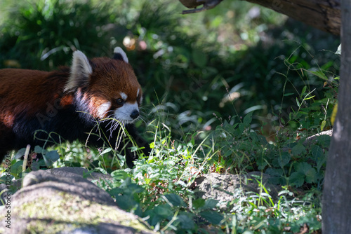 歩いている可愛いレッサーパンダ