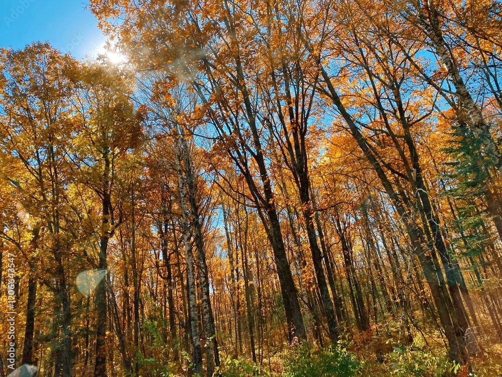 Fototapeta premium autumn in the woods