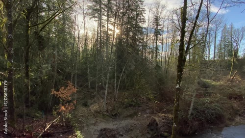 January mid day sun over the ravine, the forest and Murray Creek photo