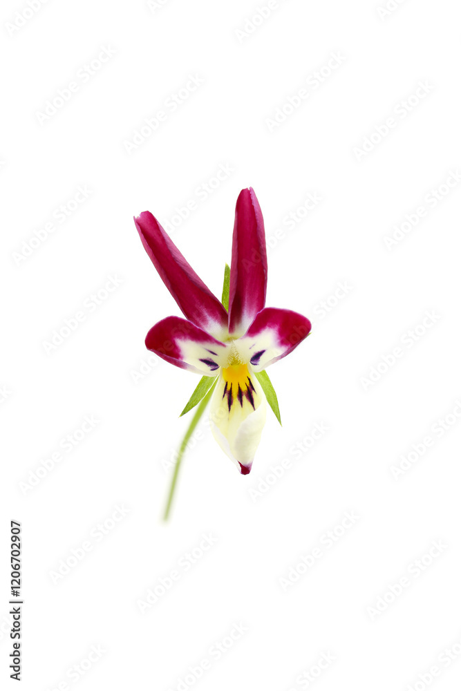 Naklejka premium purple bunny ears viola in bloom, isolated on a white background