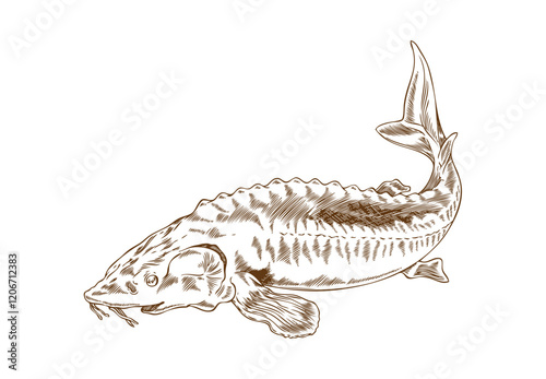 Vector image of a sturgeon in the style of a hand-drawn outline on white background.